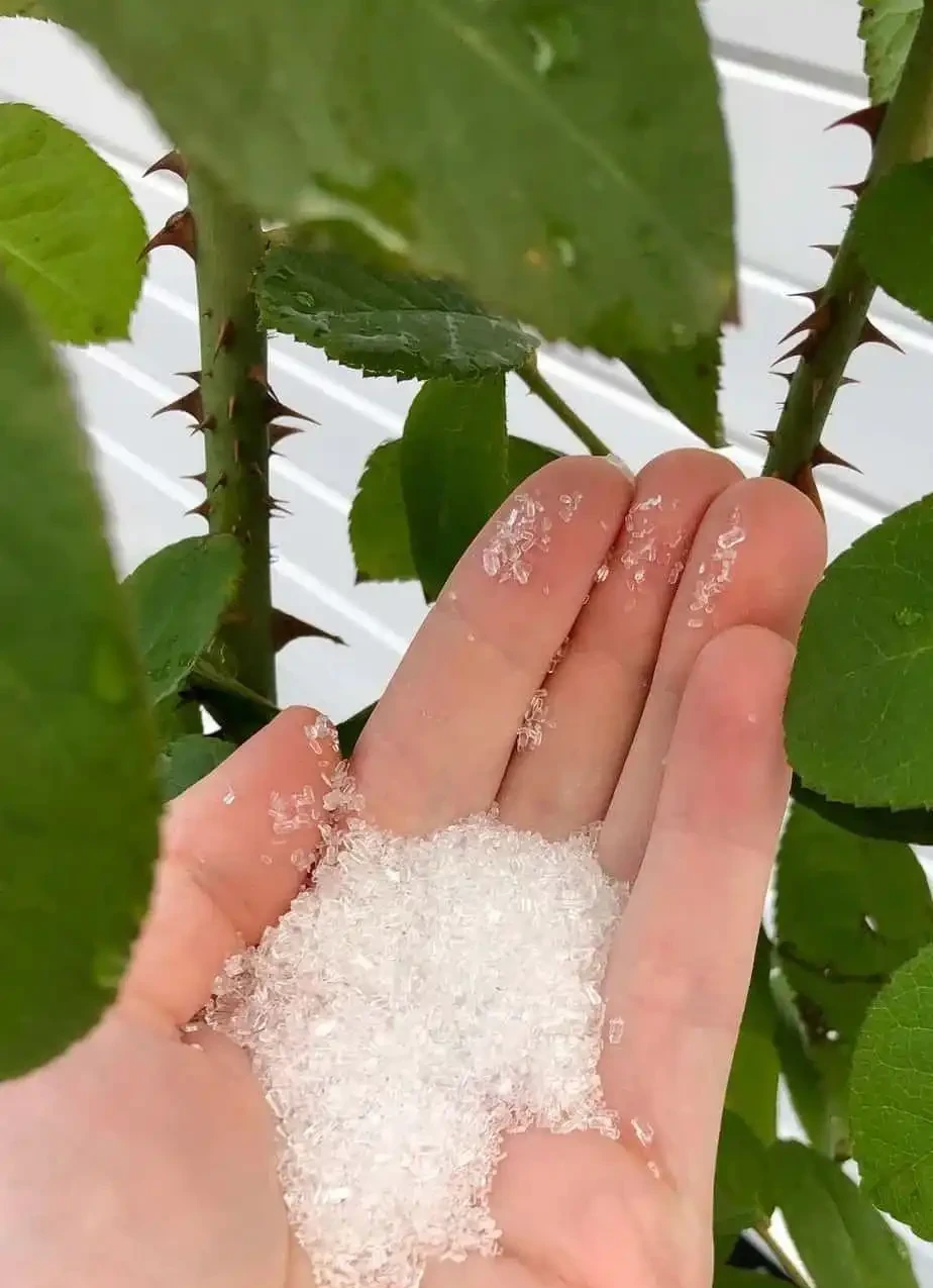養花時分清植物缺乏哪種肥料，黃葉及時用這種肥，快速恢復翠綠