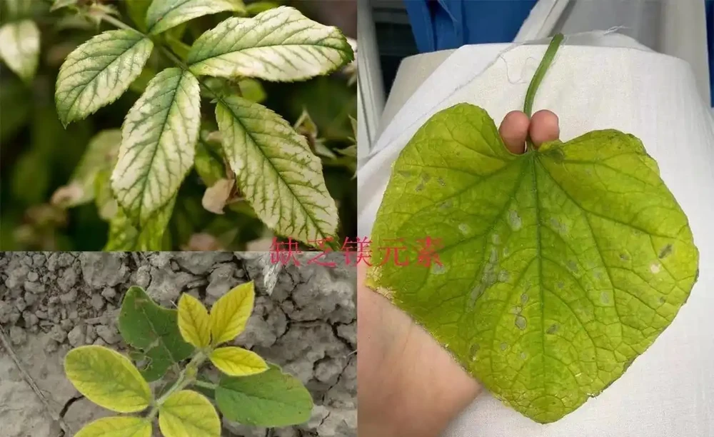 養花時分清植物缺乏哪種肥料，黃葉及時用這種肥，快速恢復翠綠