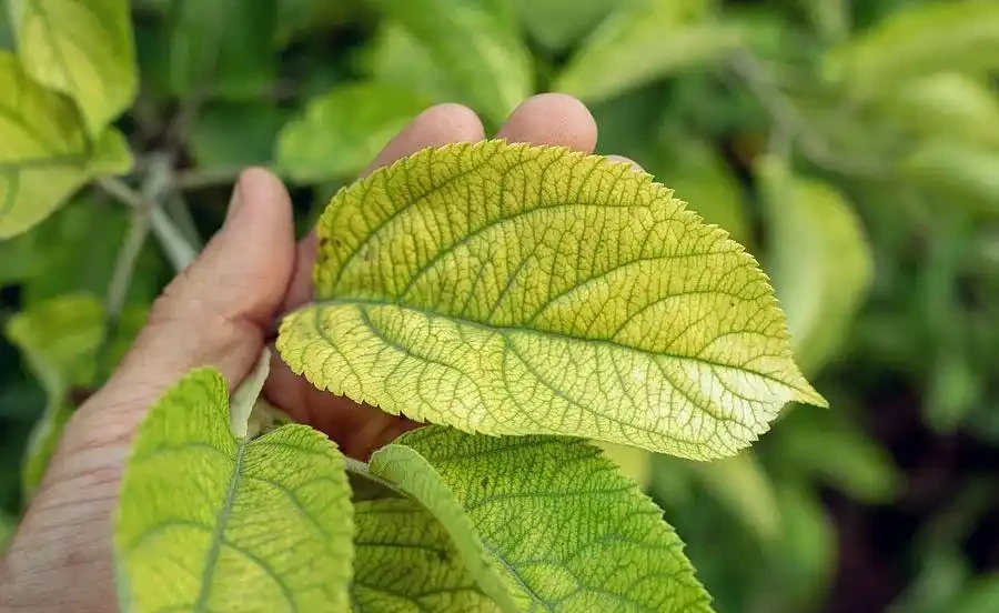 養花時分清植物缺乏哪種肥料，黃葉及時用這種肥，快速恢復翠綠