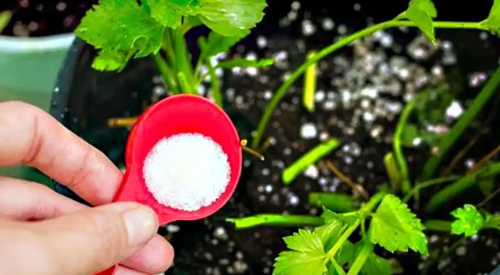 養花時分清植物缺乏哪種肥料，黃葉及時用這種肥，快速恢復翠綠