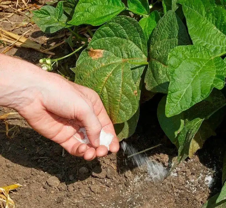 養花時分清植物缺乏哪種肥料，黃葉及時用這種肥，快速恢復翠綠
