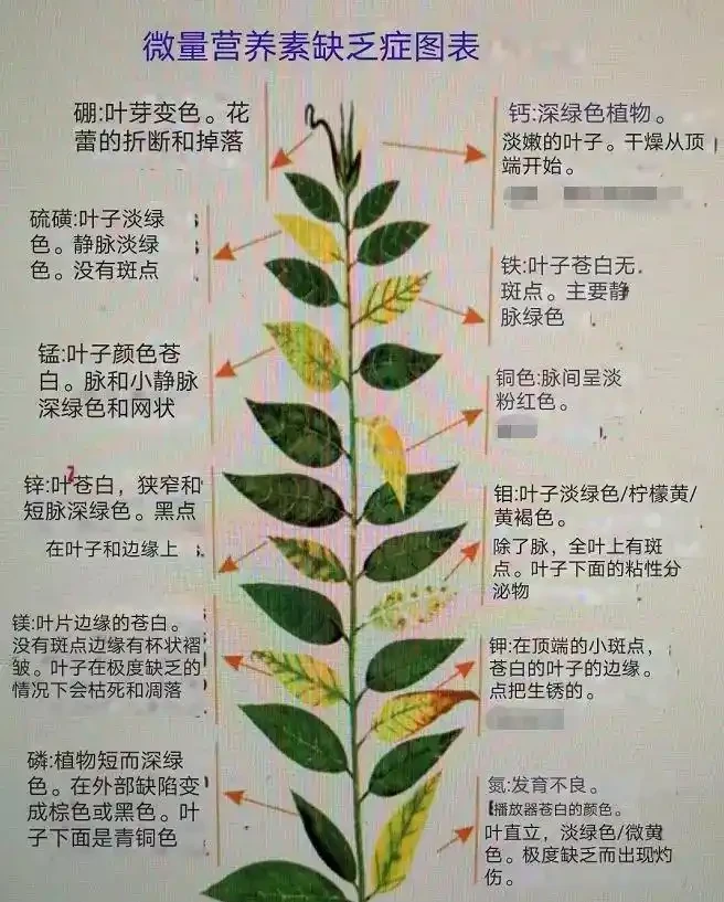 養花時分清植物缺乏哪種肥料，黃葉及時用這種肥，快速恢復翠綠