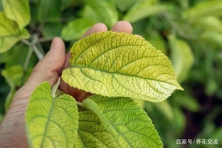 養花時分清植物缺乏哪種肥料，黃葉及時用這種肥，快速恢復翠綠