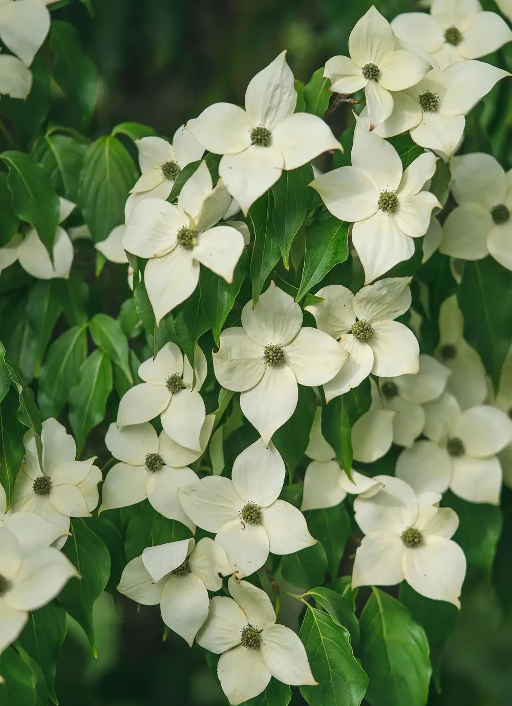 四照花