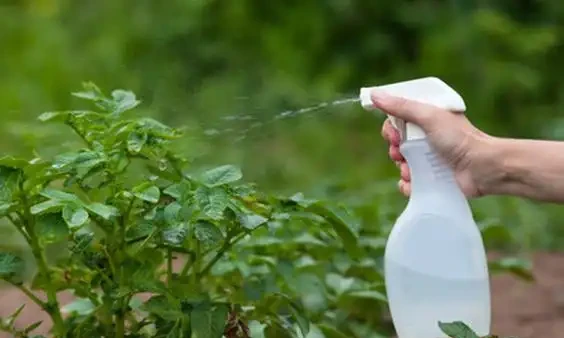 玫瑰什麼時候施肥、施什麼肥?讀完這篇教程,花開不斷,擺脫肥傷