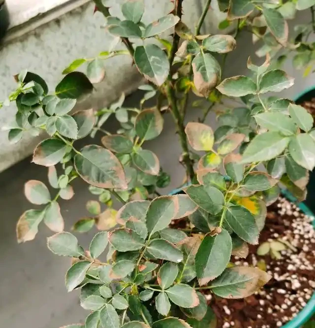 玫瑰什麼時候施肥、施什麼肥?讀完這篇教程,花開不斷,擺脫肥傷