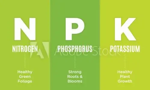玫瑰什麼時候施肥、施什麼肥?讀完這篇教程,花開不斷,擺脫肥傷
