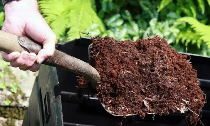 玫瑰什麼時候施肥、施什麼肥?讀完這篇教程,花開不斷,擺脫肥傷