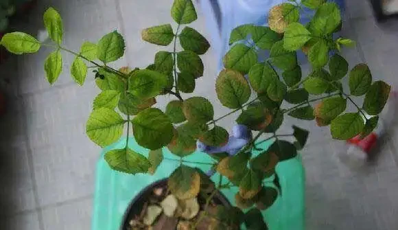 玫瑰什麼時候施肥、施什麼肥?讀完這篇教程,花開不斷,擺脫肥傷