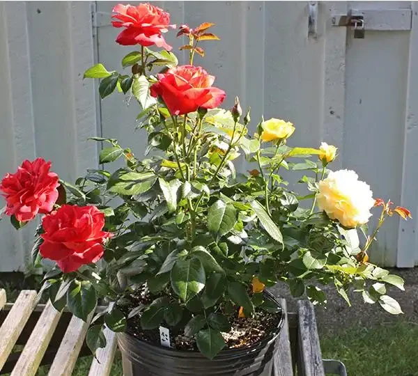 玫瑰什麼時候施肥、施什麼肥?讀完這篇教程,花開不斷,擺脫肥傷