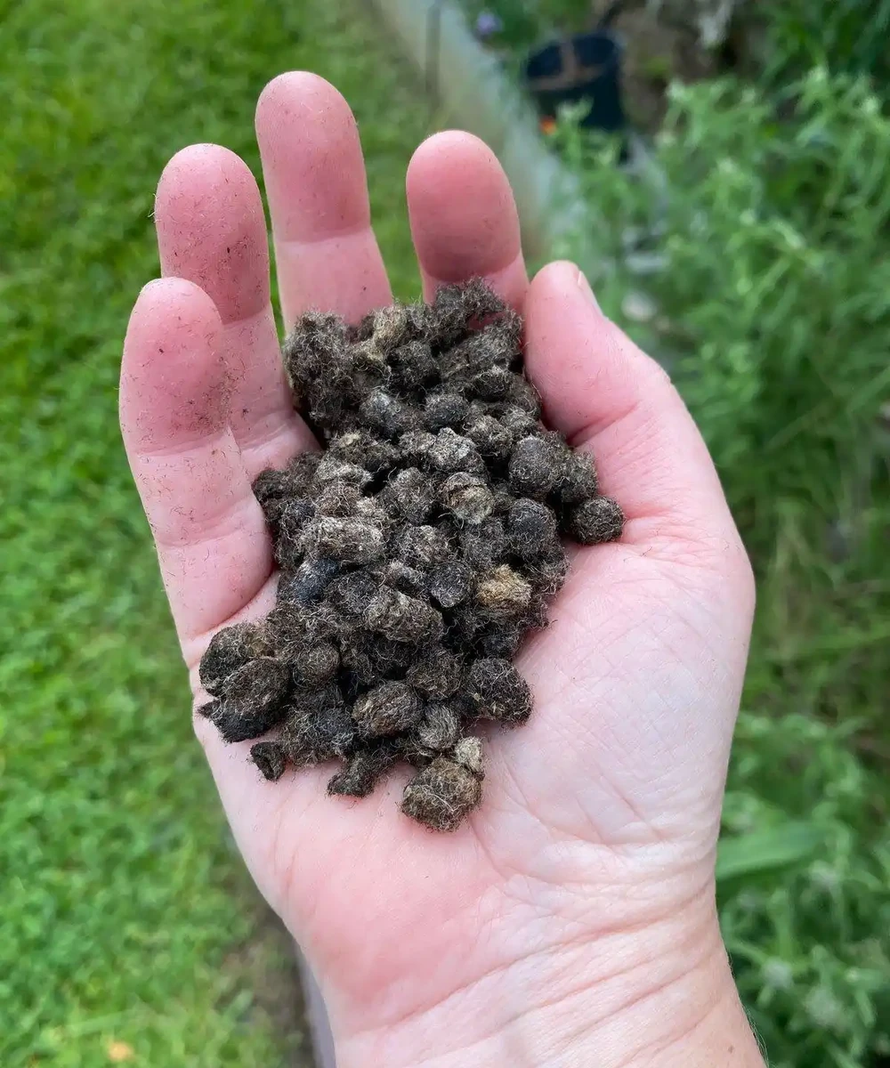 玫瑰什麼時候施肥、施什麼肥?讀完這篇教程,花開不斷,擺脫肥傷