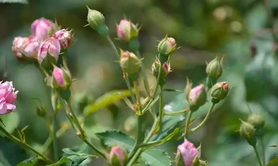 玫瑰什麼時候施肥、施什麼肥?讀完這篇教程,花開不斷,擺脫肥傷