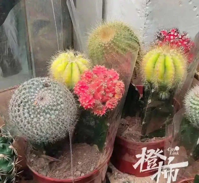 史上最慘仙人掌球!網友「切西瓜」式解剖上熱搜,專家:還有機會搶救