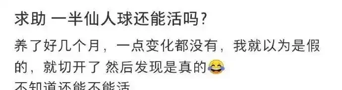 史上最慘仙人掌球!網友「切西瓜」式解剖上熱搜,專家:還有機會搶救