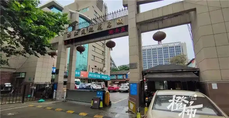 史上最慘仙人掌球!網友「切西瓜」式解剖上熱搜,專家:還有機會搶救