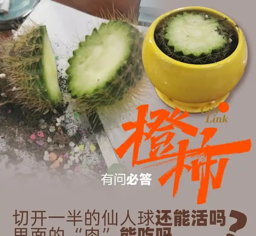 史上最慘仙人掌球!網友「切西瓜」式解剖上熱搜,專家:還有機會搶救