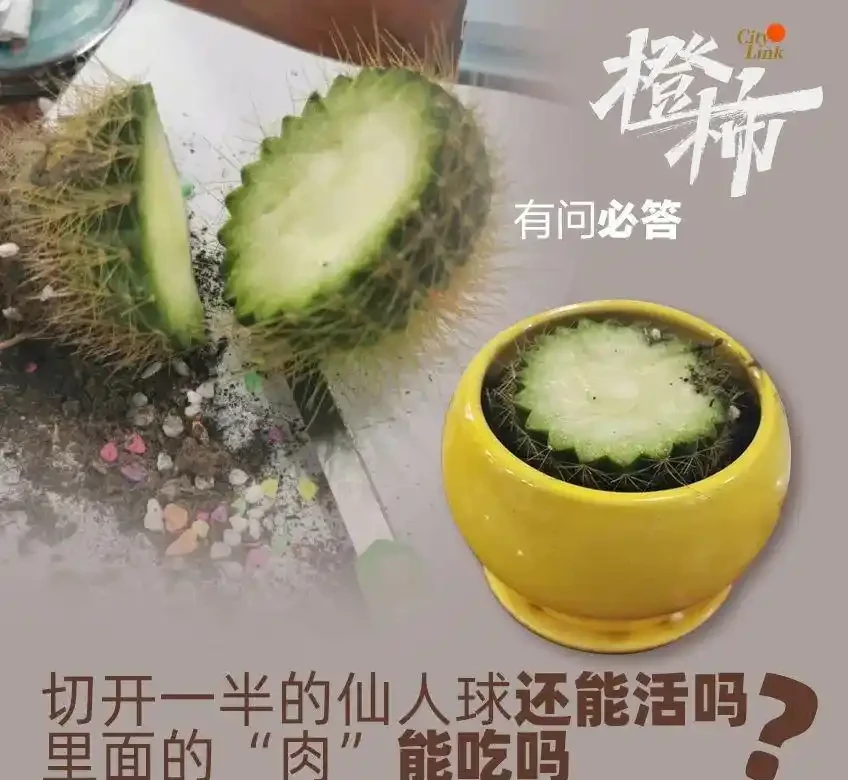 史上最慘仙人掌球!網友「切西瓜」式解剖上熱搜,專家:還有機會搶救