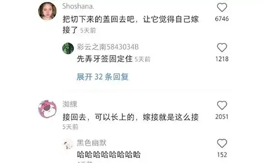 切了一半的仙人掌球還能活嗎?仙人掌球:晦氣
