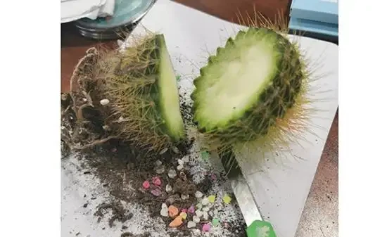 切了一半的仙人掌球還能活嗎?仙人掌球:晦氣