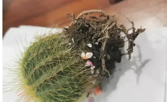 切了一半的仙人掌球還能活嗎?仙人掌球:晦氣