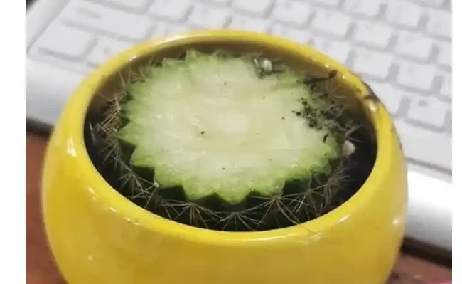 切了一半的仙人掌球還能活嗎?仙人掌球:晦氣