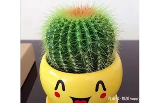 切了一半的仙人掌球還能活嗎？仙人掌球：晦氣