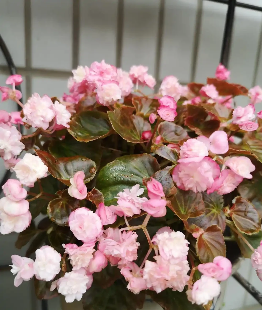 花量豐沛