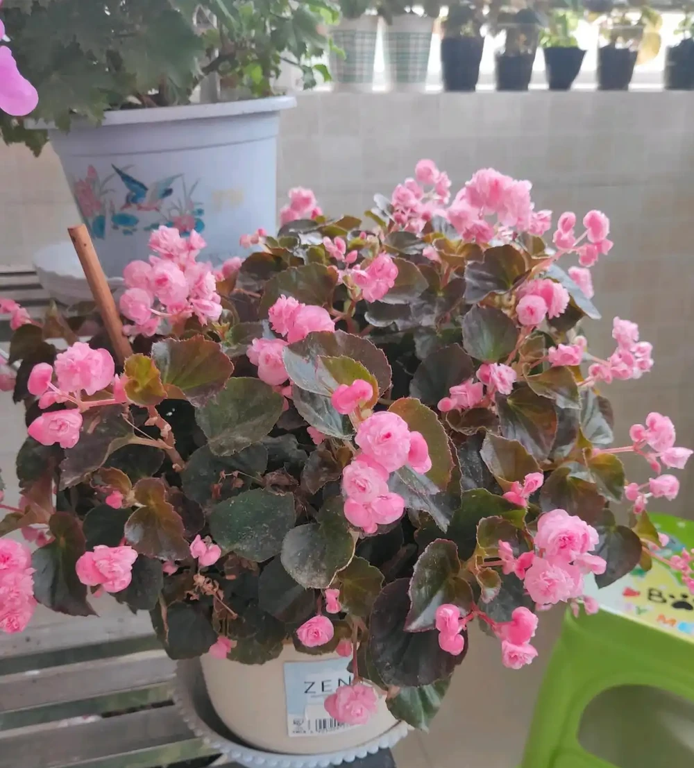 玻璃球
