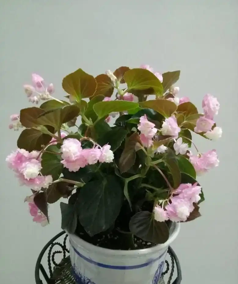 優秀的室內觀花植物