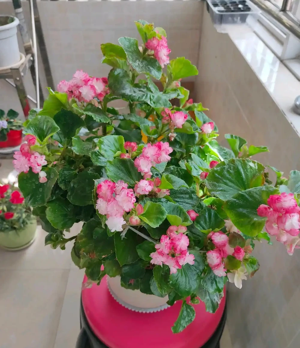 株型直立緊湊