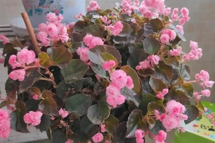 適合新手養的花—玻璃球，很容易打理，四季都有花看，室內也能養