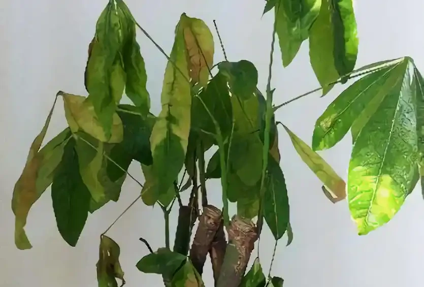 發財樹老黃葉,不只是缺水,主要原因有7個,配圖說明一目瞭然
