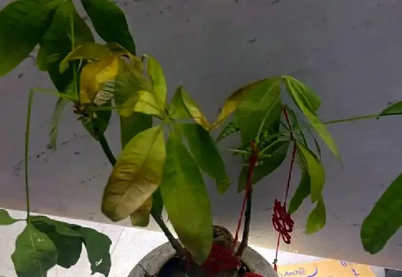 發財樹老黃葉,不只是缺水,主要原因有7個,配圖說明一目瞭然