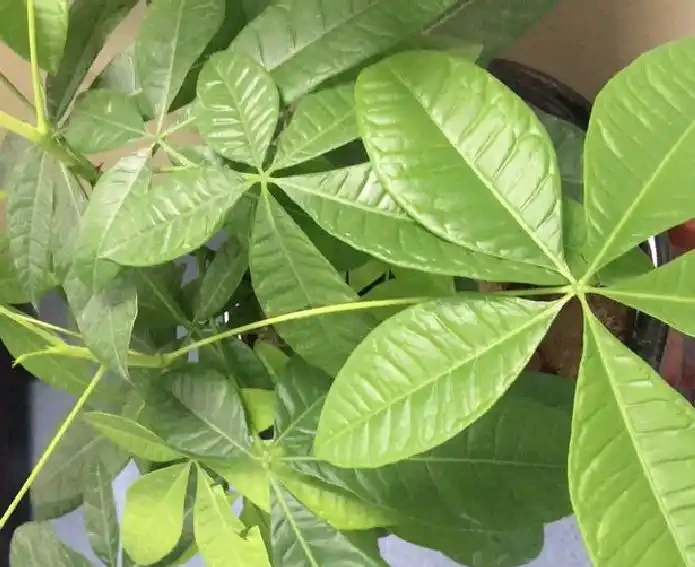 發財樹老黃葉,不只是缺水,主要原因有7個,配圖說明一目瞭然