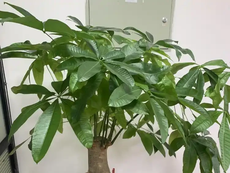 發財樹老黃葉,不只是缺水,主要原因有7個,配圖說明一目瞭然