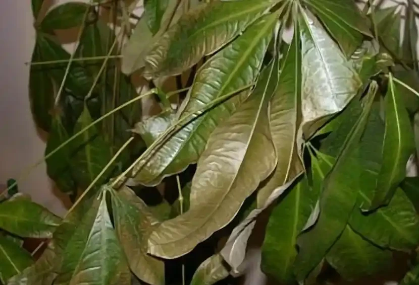 發財樹老黃葉,不只是缺水,主要原因有7個,配圖說明一目瞭然