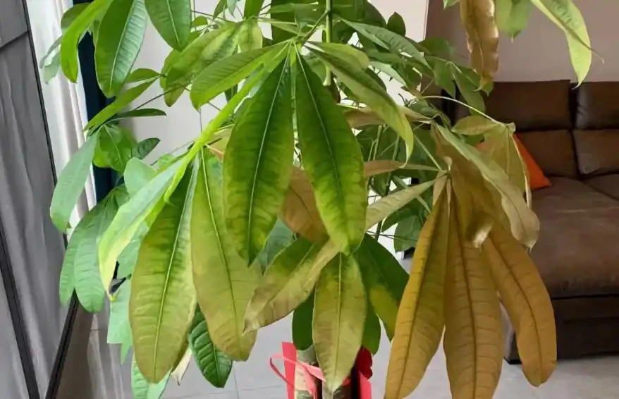 發財樹老黃葉,不只是缺水,主要原因有7個,配圖說明一目瞭然