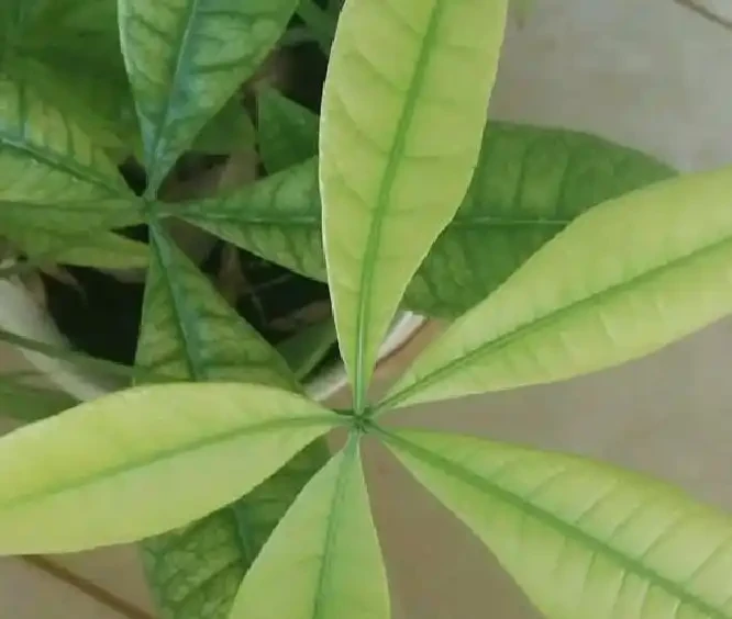 發財樹老黃葉,不只是缺水,主要原因有7個,配圖說明一目瞭然