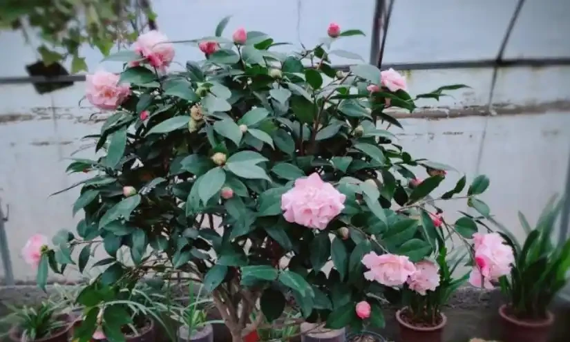 家庭養花葉子發黃的5種表現,告訴你導致原因,遇到就能輕鬆解決