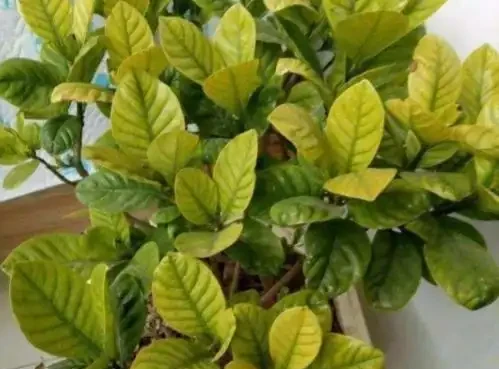 家庭養花葉子發黃的5種表現,告訴你導致原因,遇到就能輕鬆解決