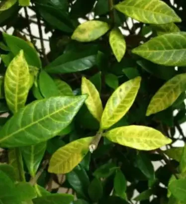 家庭養花葉子發黃的5種表現,告訴你導致原因,遇到就能輕鬆解決