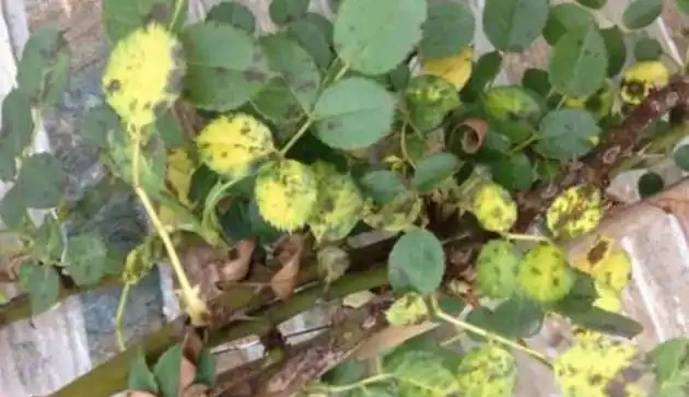 家庭養花葉子發黃的5種表現,告訴你導致原因,遇到就能輕鬆解決