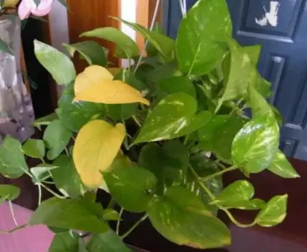 家庭養花葉子發黃的5種表現,告訴你導致原因,遇到就能輕鬆解決