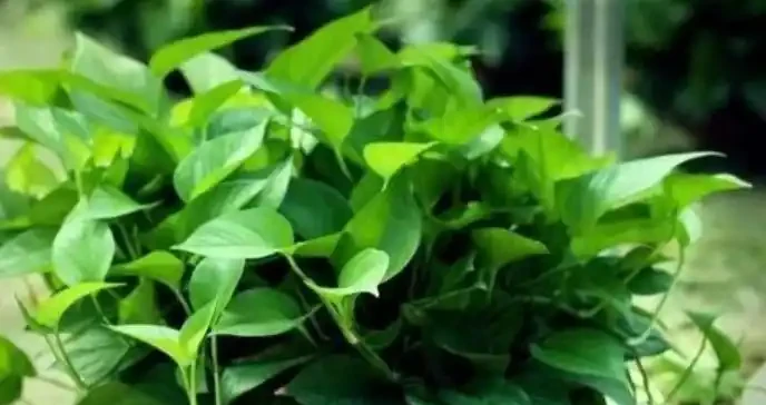 家庭養花葉子發黃的5種表現,告訴你導致原因,遇到就能輕鬆解決
