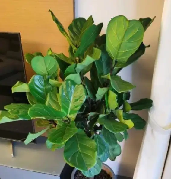家庭養花葉子發黃的5種表現,告訴你導致原因,遇到就能輕鬆解決