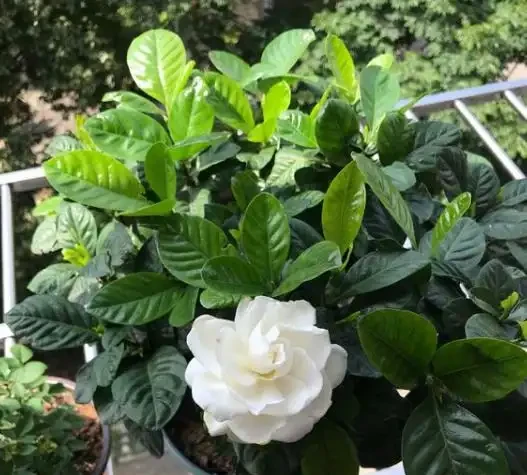 家庭養花葉子發黃的5種表現,告訴你導致原因,遇到就能輕鬆解決