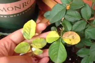 家庭養花葉子發黃的5種表現，告訴你導致原因，遇到就能輕鬆解決