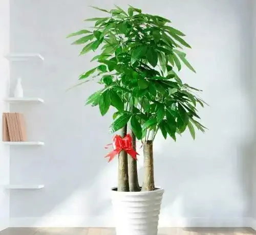 發財樹還擺室內養?很多花友都做錯了,及時改正長新葉還油綠