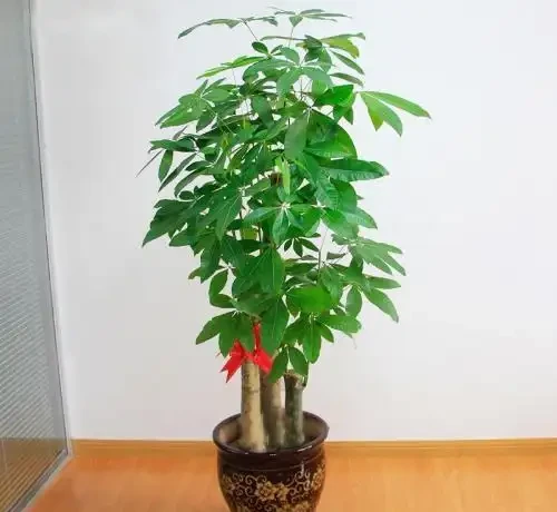 發財樹還擺室內養?很多花友都做錯了,及時改正長新葉還油綠