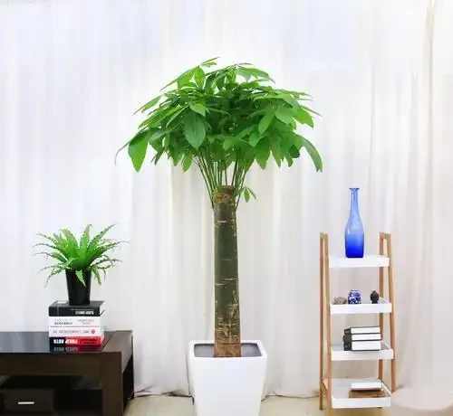 發財樹還擺室內養?很多花友都做錯了,及時改正長新葉還油綠